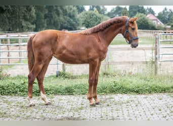 Oldenburg, Mare, 1 year, 15 hh, Chestnut-Red