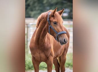 Oldenburg, Mare, 1 year, 15 hh, Chestnut-Red