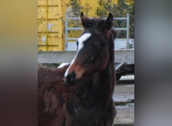 Oldenburg, Mare, 1 year, 16,1 hh, Brown