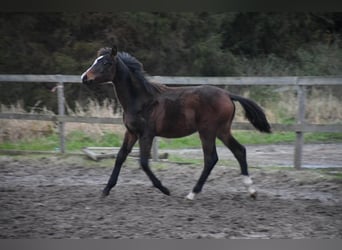 Oldenburg, Mare, 1 year, 16,1 hh, Brown