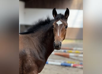 Oldenburg, Mare, 1 year, 16,1 hh, Brown