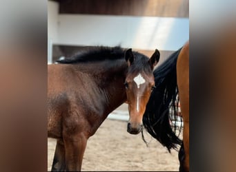 Oldenburg, Mare, 1 year, 16,1 hh, Brown