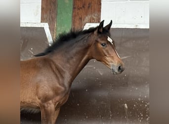 Oldenburg, Mare, 1 year, 16,1 hh, Brown