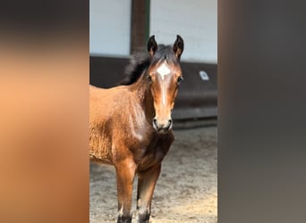 Oldenburg, Mare, 1 year, 16,1 hh, Brown