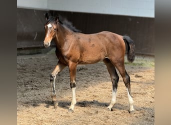 Oldenburg, Mare, 1 year, 16,1 hh, Brown