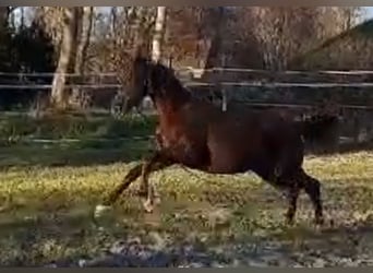 Oldenburg, Mare, 1 year, 16,1 hh, Chestnut