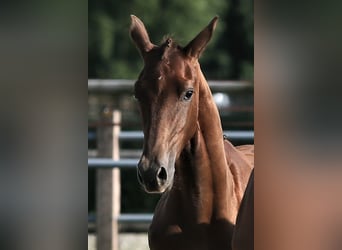 Oldenburg, Mare, 1 year, 16,1 hh, Chestnut