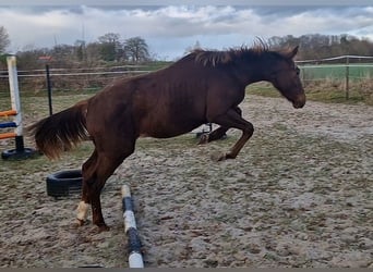 Oldenburg, Mare, 1 year, 16,1 hh, Chestnut