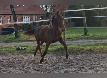 Oldenburg, Mare, 1 year, 16,1 hh, Chestnut