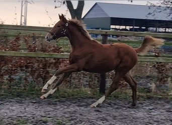 Oldenburg, Mare, 1 year, 16.1 hh