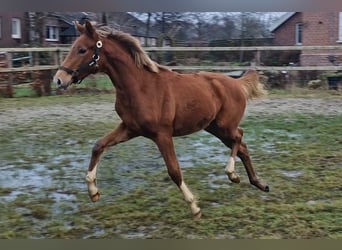 Oldenburg, Mare, 1 year, 16.1 hh