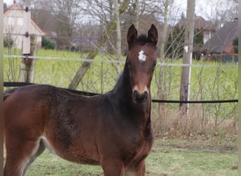 Oldenburg, Mare, 1 year, 16,2 hh, Bay-Dark