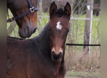 Oldenburg, Mare, 1 year, 16,2 hh, Bay-Dark