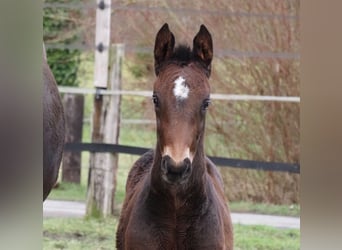 Oldenburg, Mare, 1 year, 16,2 hh, Bay-Dark