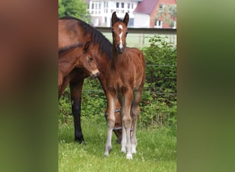 Oldenburg, Mare, 1 year, 16.2 hh, Bay-Dark