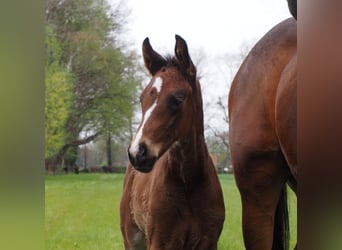 Oldenburg, Mare, 1 year, 16.2 hh, Bay-Dark
