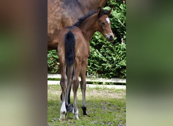 Oldenburg, Mare, 1 year, 16.2 hh, Brown