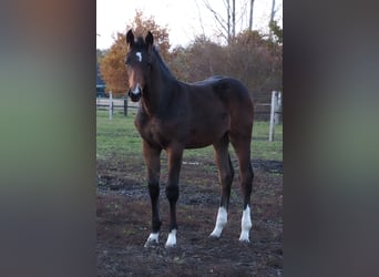 Oldenburg, Mare, 1 year, 16.2 hh, Brown