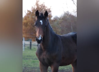Oldenburg, Mare, 1 year, 16.2 hh, Brown
