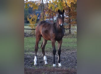 Oldenburg, Mare, 1 year, 16.2 hh, Brown