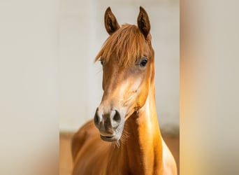 Oldenburg, Mare, 1 year, 16.2 hh, Chestnut-Red
