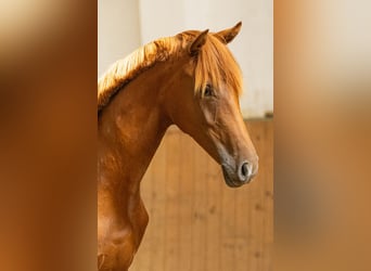 Oldenburg, Mare, 1 year, 16.2 hh, Chestnut-Red