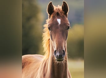 Oldenburg, Mare, 1 year, 16.2 hh, Chestnut-Red