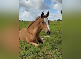 Oldenburg, Mare, 1 year, 16,2 hh, Chestnut-Red