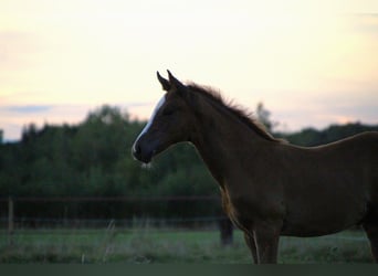 Oldenburg, Mare, 1 year, 16,2 hh, Chestnut-Red