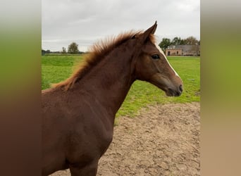 Oldenburg, Mare, 1 year, 16,2 hh, Chestnut-Red