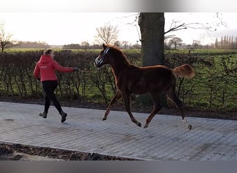 Oldenburg, Mare, 1 year, 16,2 hh, Chestnut-Red