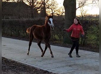 Oldenburg, Mare, 1 year, 16,2 hh, Chestnut-Red