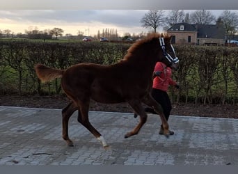 Oldenburg, Mare, 1 year, 16,2 hh, Chestnut-Red