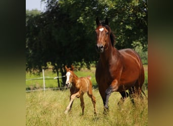 Oldenburg, Mare, 1 year, 16,2 hh, Chestnut-Red