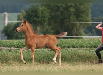 Oldenburg, Mare, 1 year, 16.2 hh, Chestnut-Red