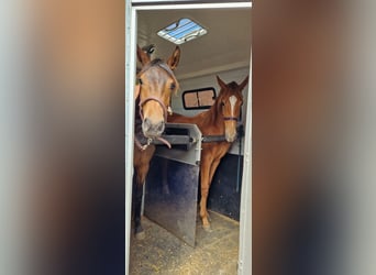 Oldenburg, Mare, 1 year, 16.2 hh, Chestnut-Red
