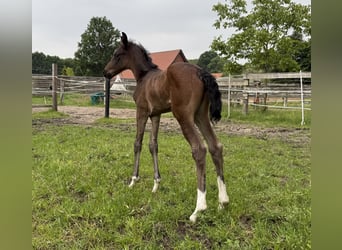 Oldenburg, Mare, 1 year, 16.2 hh
