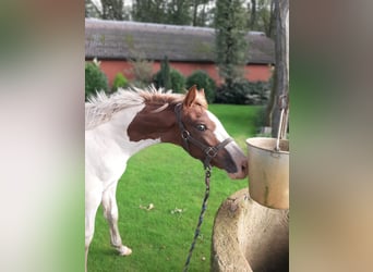 Oldenburg Mix, Mare, 1 year, 16.2 hh, Pinto