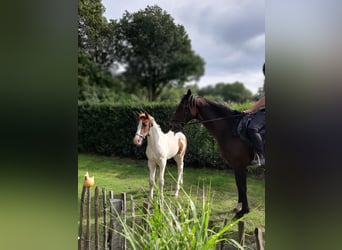 Oldenburg Mix, Mare, 1 year, 16.2 hh, Pinto