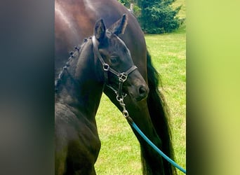 Oldenburg, Mare, 1 year, 16,2 hh, Smoky-Black