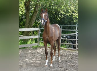 Oldenburg, Mare, 1 year, 16.3 hh, Chestnut