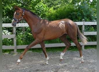 Oldenburg, Mare, 1 year, 16.3 hh, Chestnut