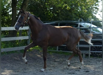 Oldenburg, Mare, 1 year, 16,3 hh, Chestnut