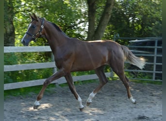 Oldenburg, Mare, 1 year, 16,3 hh, Chestnut