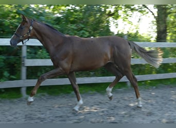 Oldenburg, Mare, 1 year, 16.3 hh, Chestnut