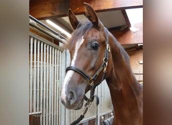 Oldenburg, Mare, 1 year, 16,3 hh, Chestnut