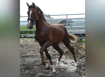 Oldenburg, Mare, 1 year, 16,3 hh, Chestnut