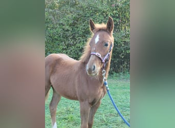 Oldenburg Mix, Mare, 1 year, 16 hh, Chestnut-Red