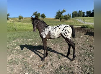 Oldenburg, Mare, 1 year, 16 hh, Leopard-Piebald