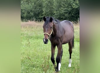 Oldenburg, Mare, 1 year, 16,1 hh, Bay-Dark
